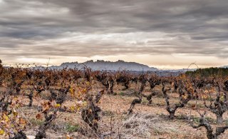 Viinipalsta: Kuivuus piinaa cavatuottajia
